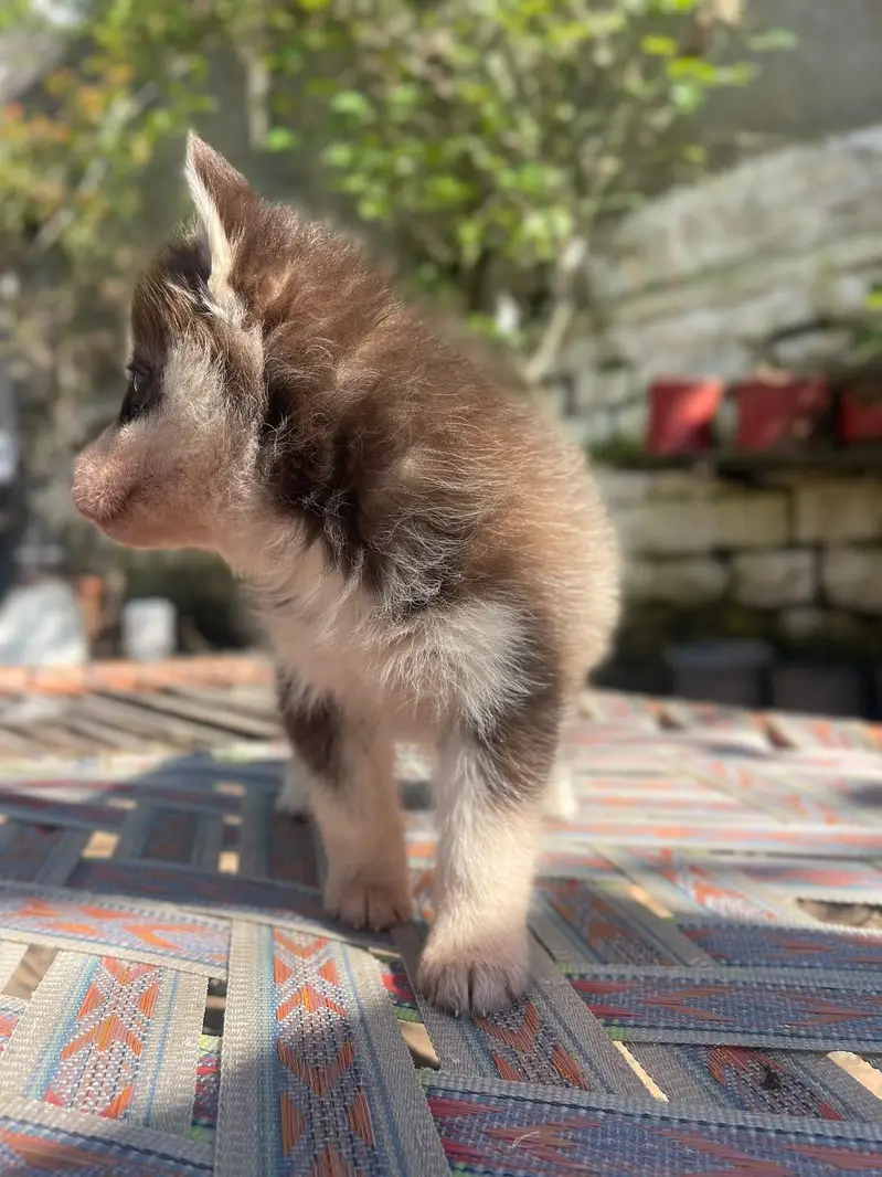 husky dog for sale — photo 2