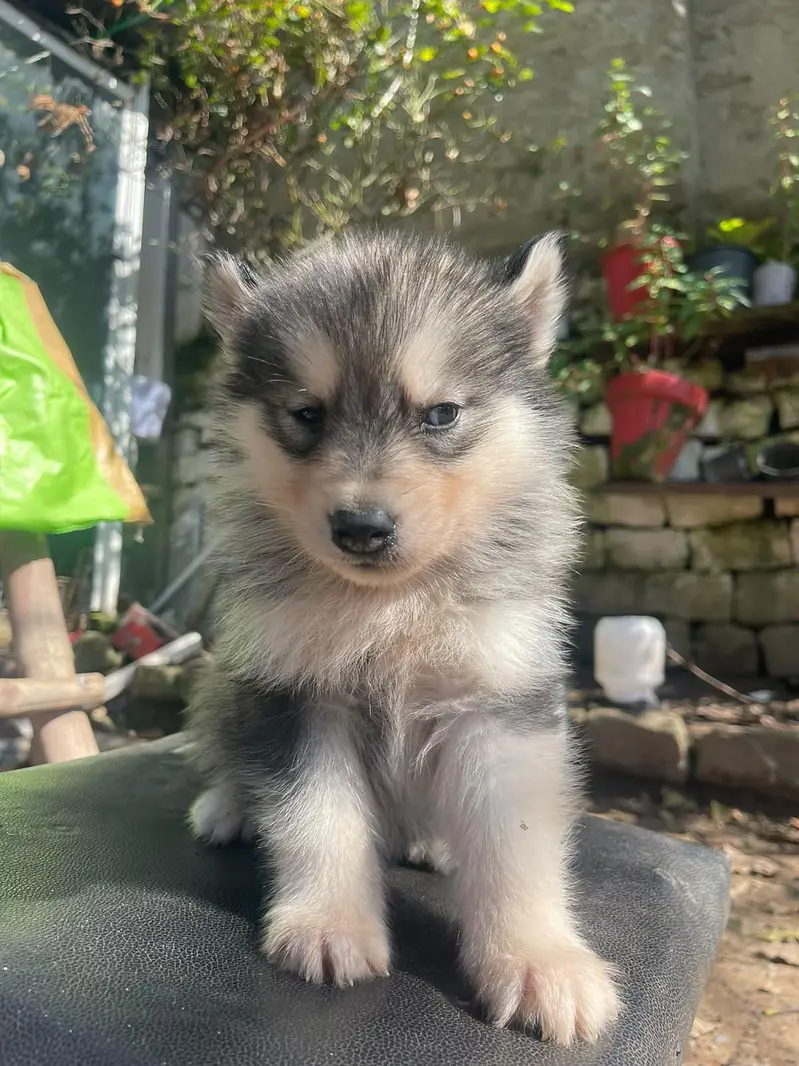 husky dog for sale — photo 3