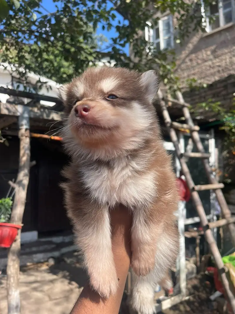 husky dog for sale — photo 4