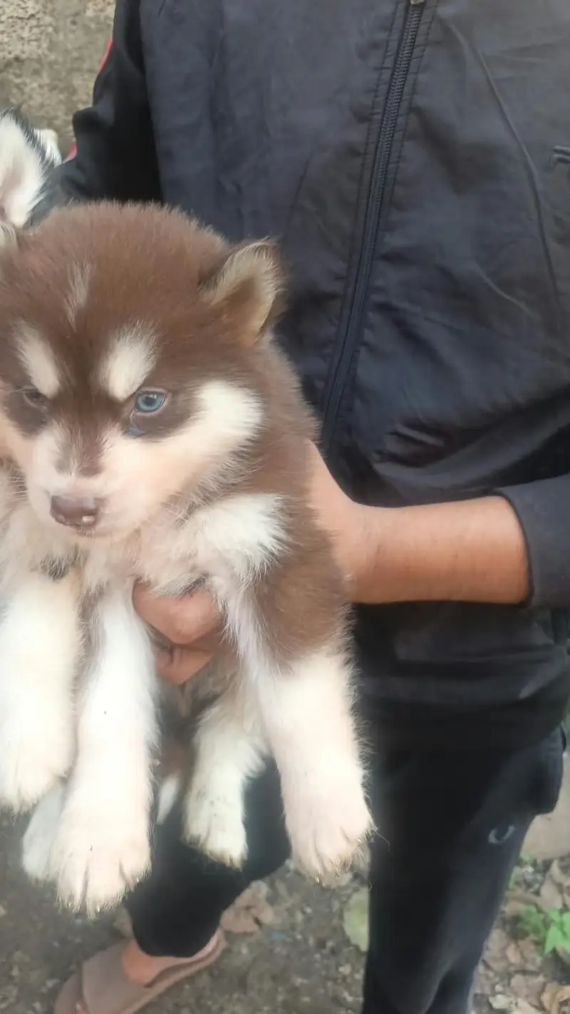 husky dog for sale — photo 5