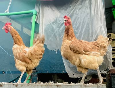 2 dasi eggs laying hens for sale