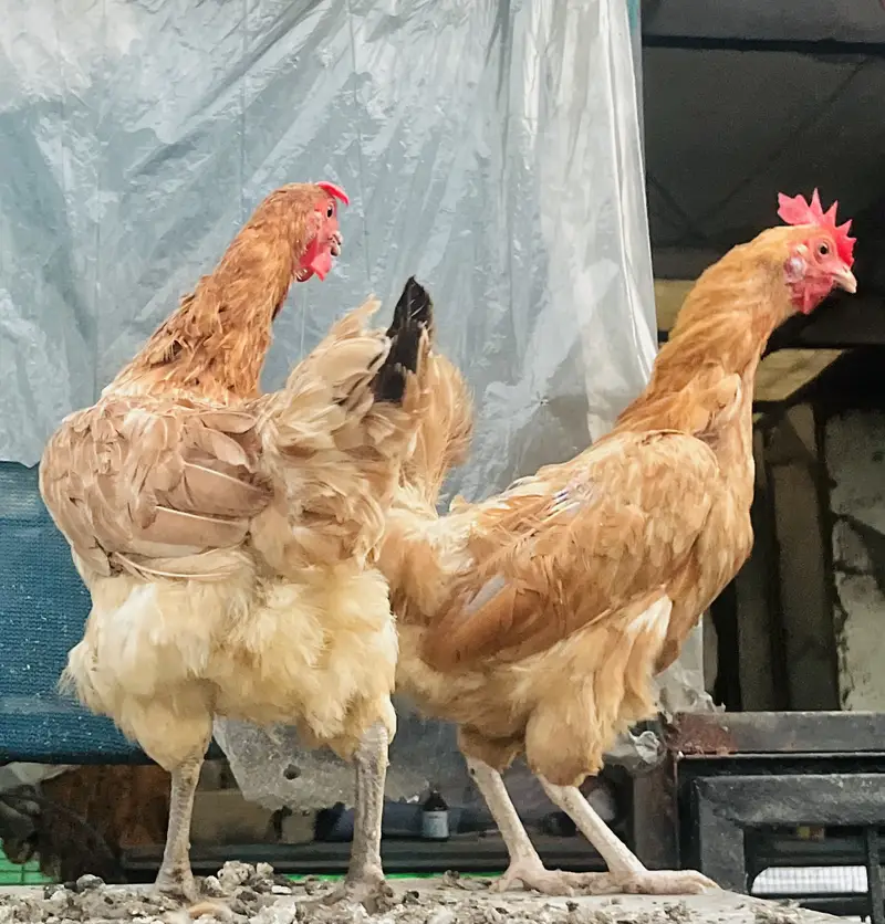 2 dasi eggs laying hens for sale — photo 2