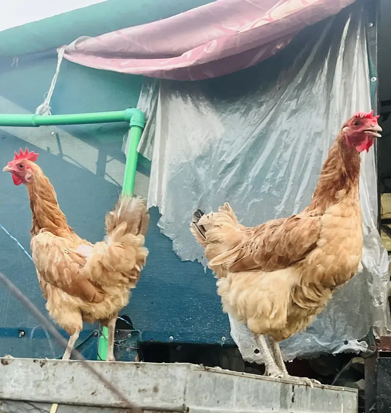 2 dasi eggs laying hens for sale — photo 3
