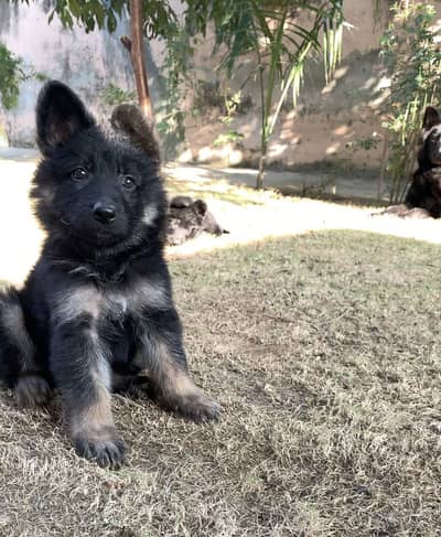 German shepherd puppies