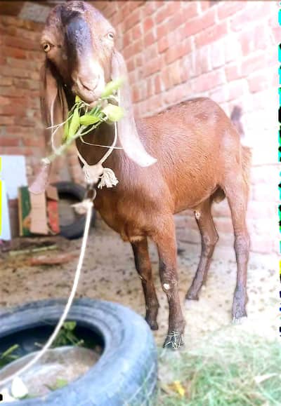 Bakra | Kheera | Brown colour