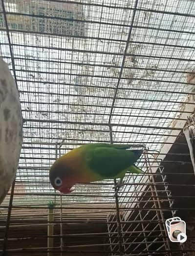 green fishar split blue