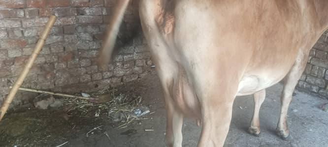 cow for sale susti 03006109886