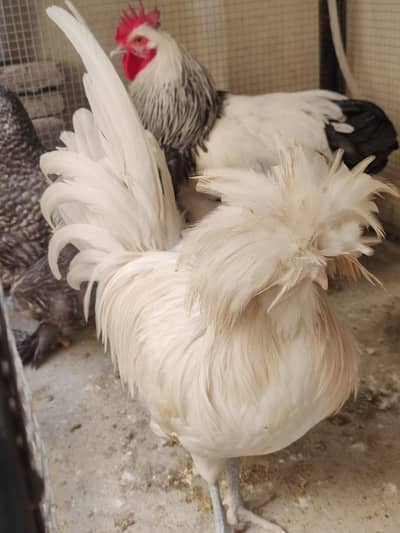 Polish Male & Light Sussex Male Sale or Exchange
