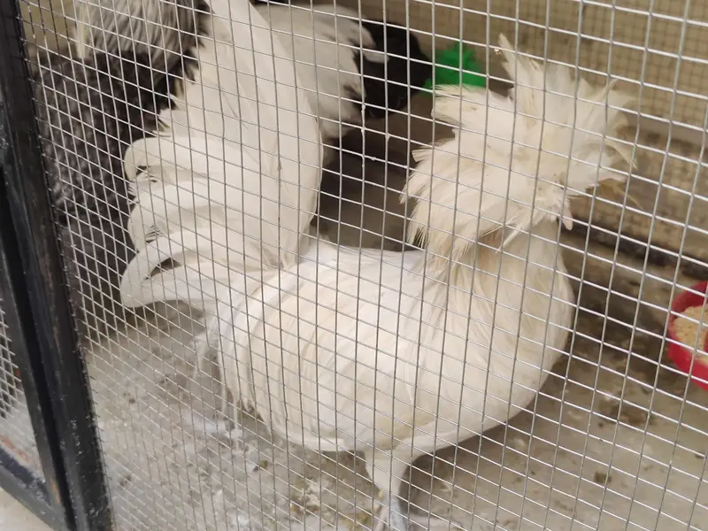 Polish Male & Light Sussex Male Sale or Exchange — photo 2