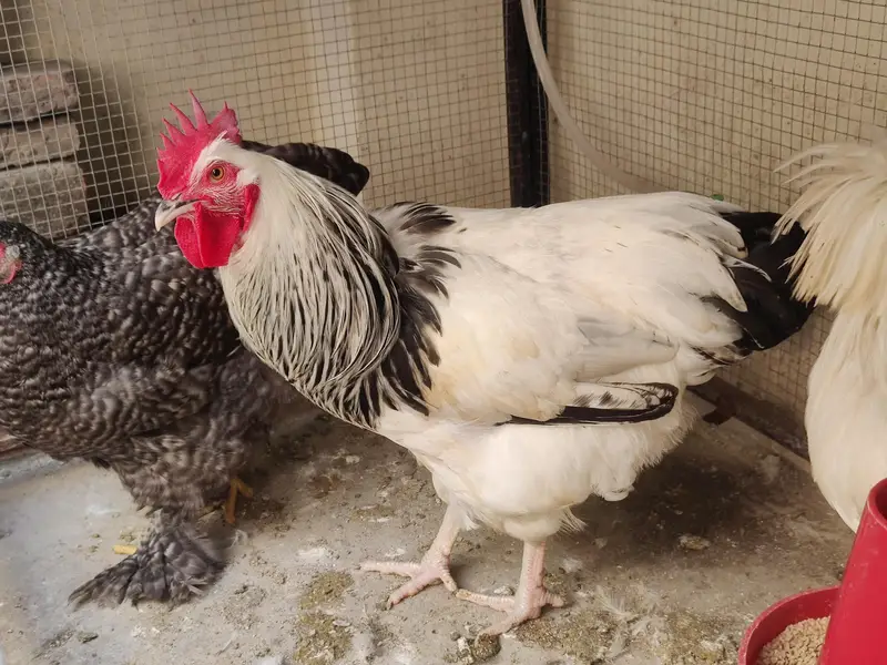 Polish Male & Light Sussex Male Sale or Exchange — photo 3