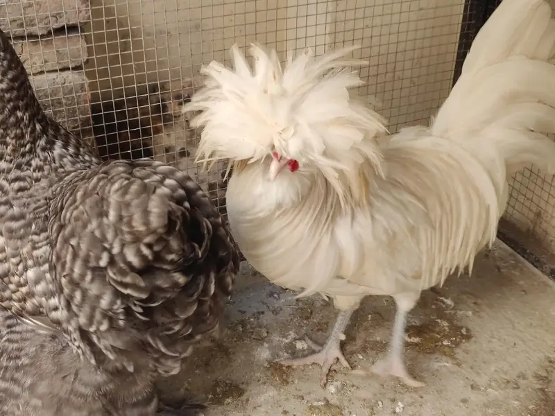 Polish Male & Light Sussex Male Sale or Exchange — photo 4