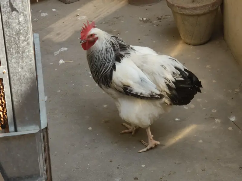 Polish Male & Light Sussex Male Sale or Exchange — photo 5