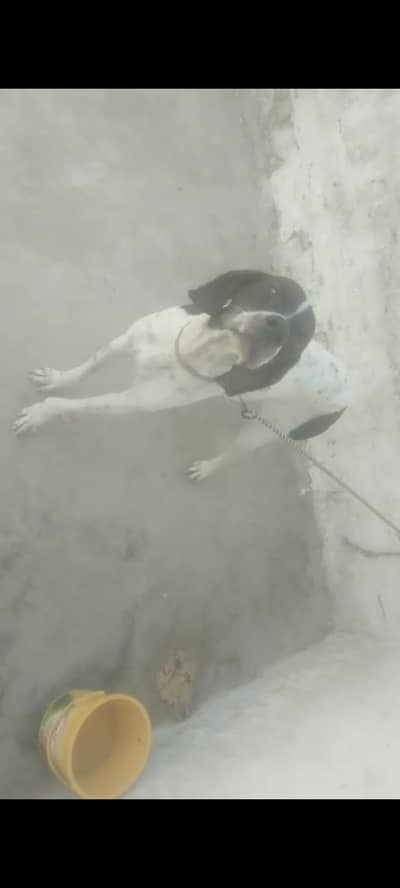 pantar English dog female/