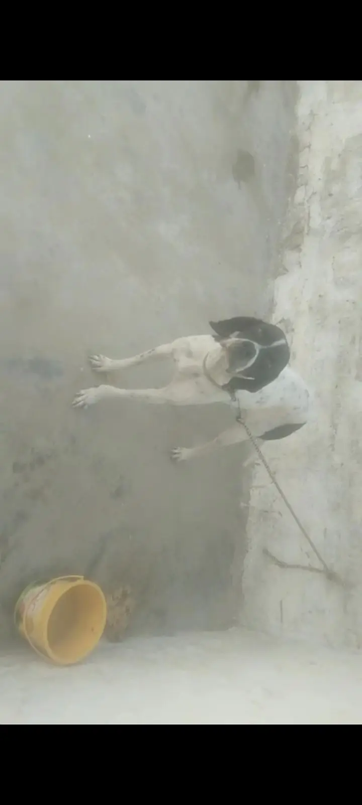 pantar English dog female/ — photo 2
