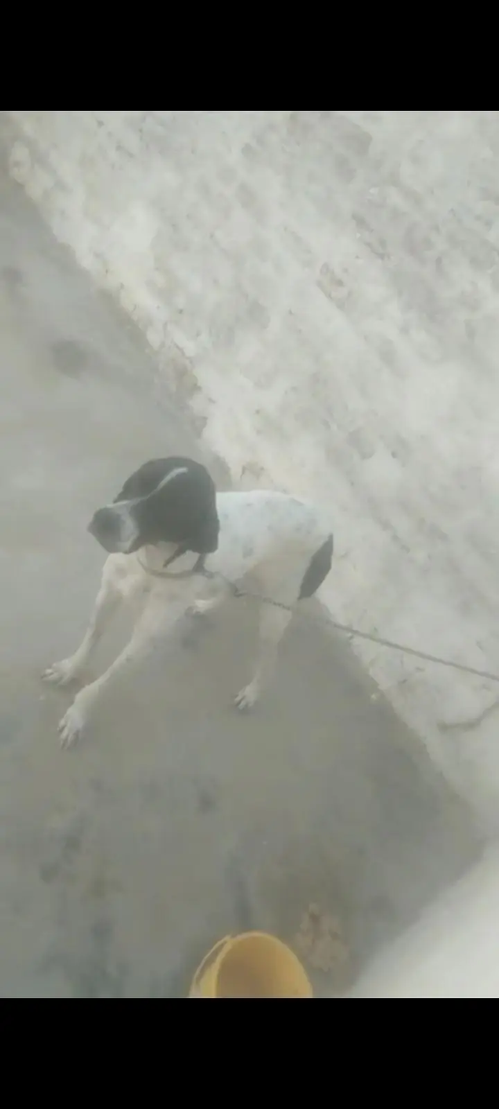 pantar English dog female/ — photo 3