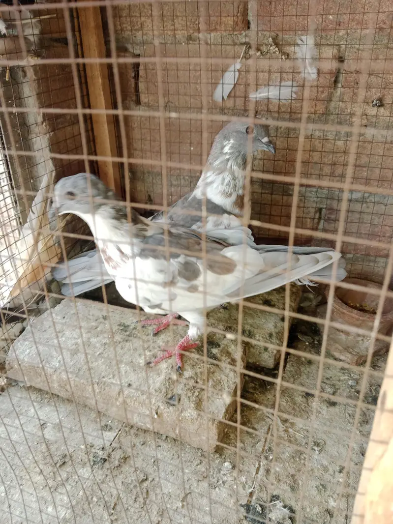 kasana peshori pair — photo 3