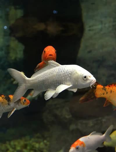 Platinium White Koi