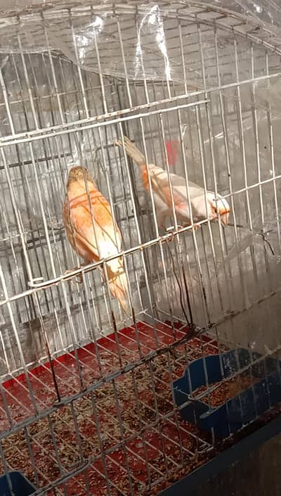 canary