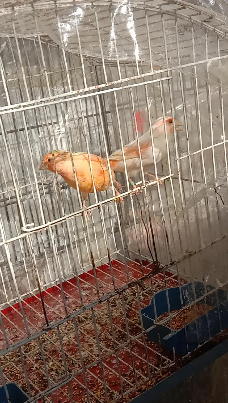 canary — photo 2