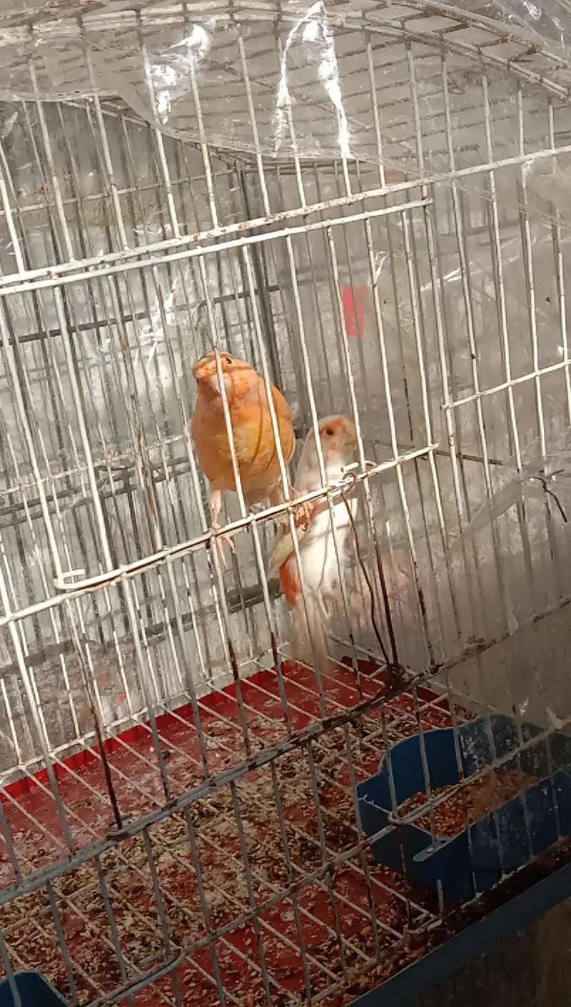 canary — photo 3