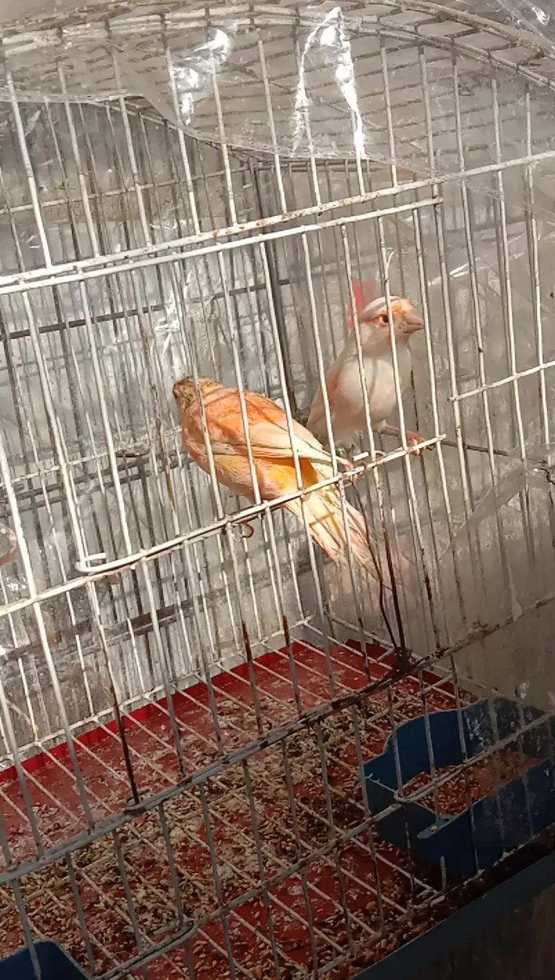 canary — photo 4