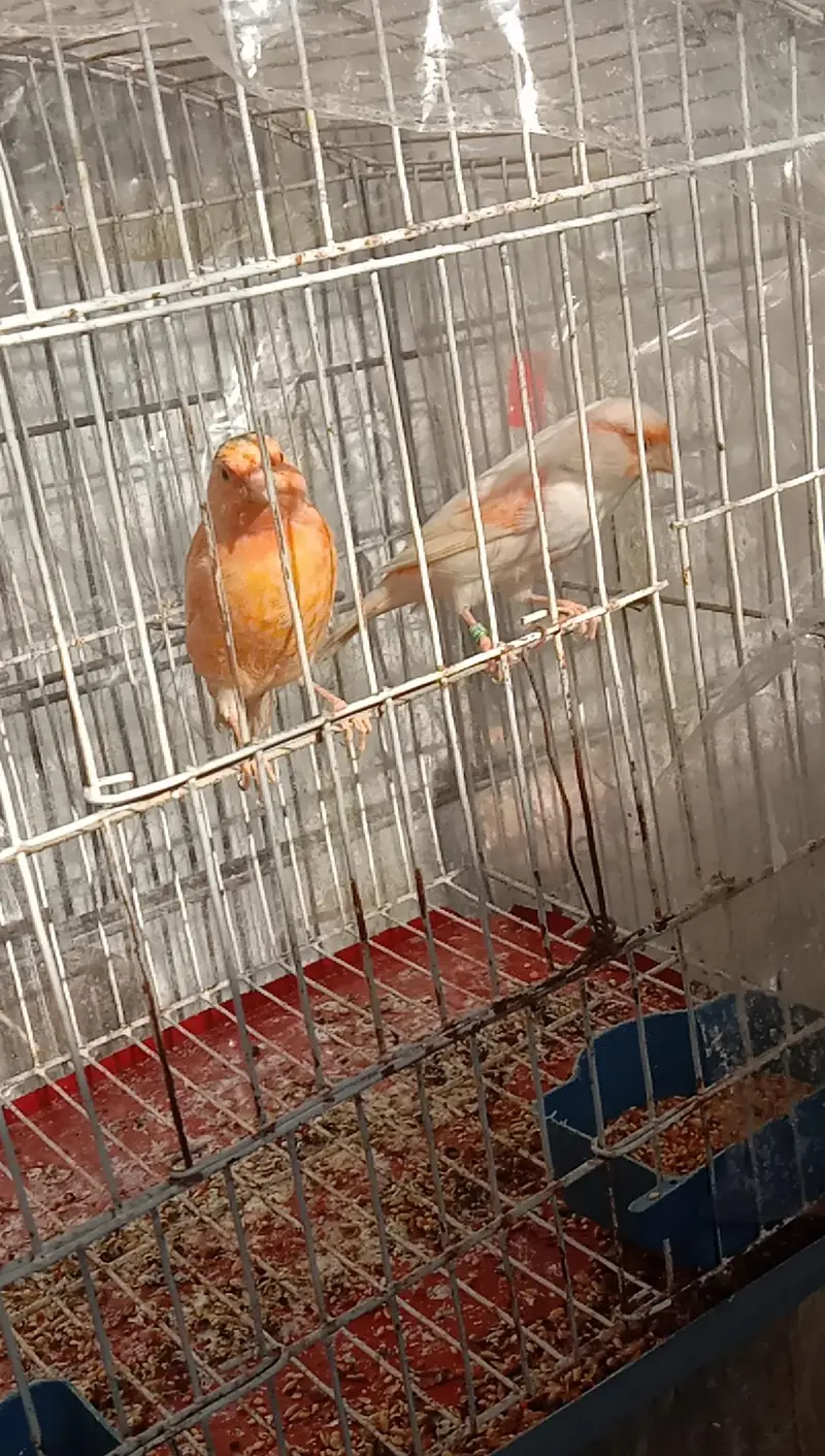 canary — photo 5