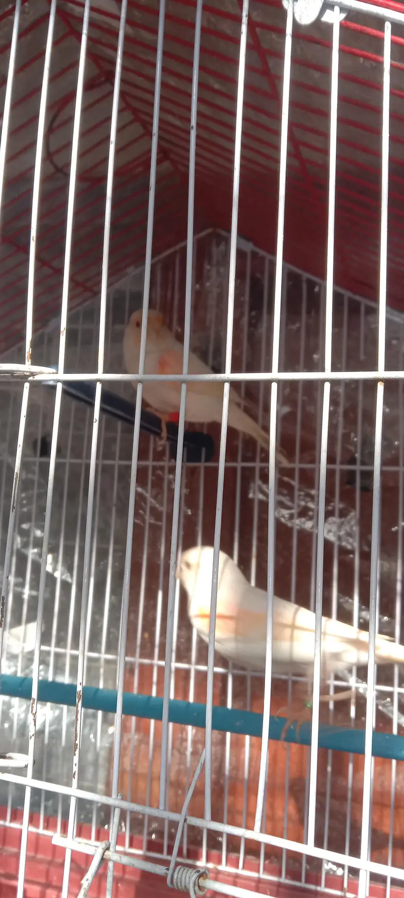 canary — photo 6