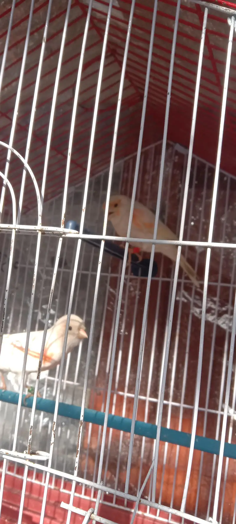 canary — photo 7