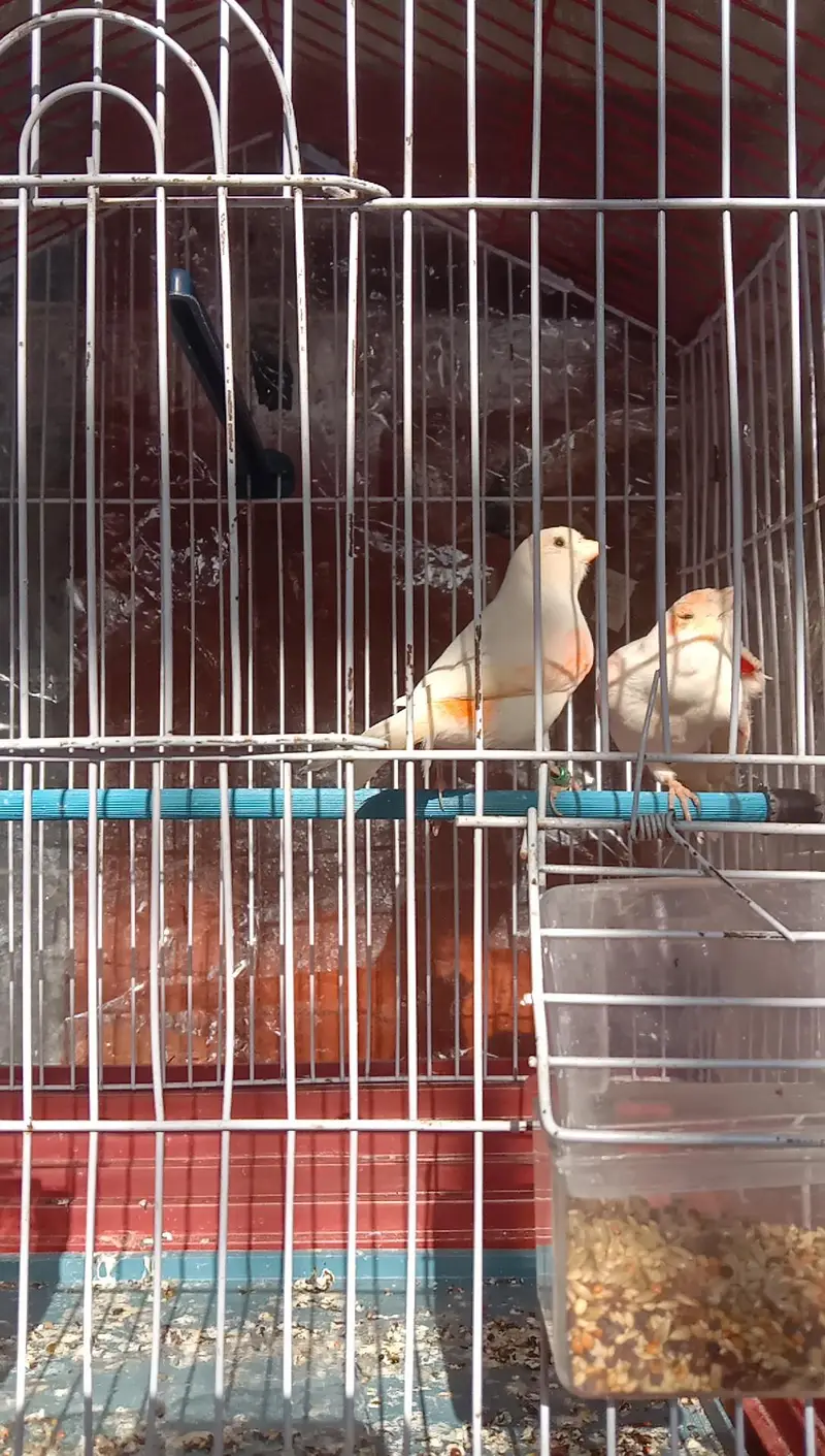 canary — photo 8