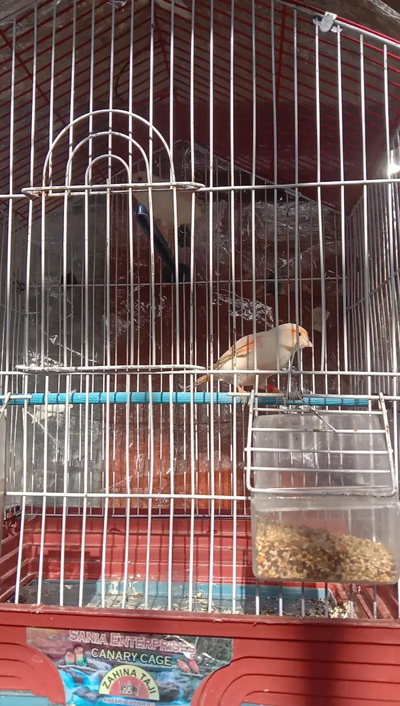 canary — photo 9