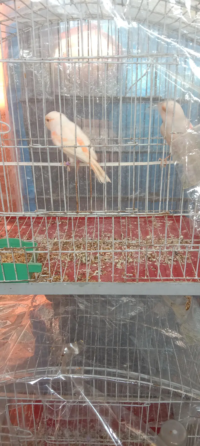 canary — photo 10