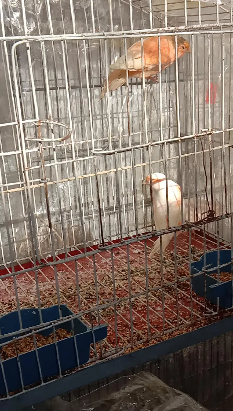 canary — photo 11