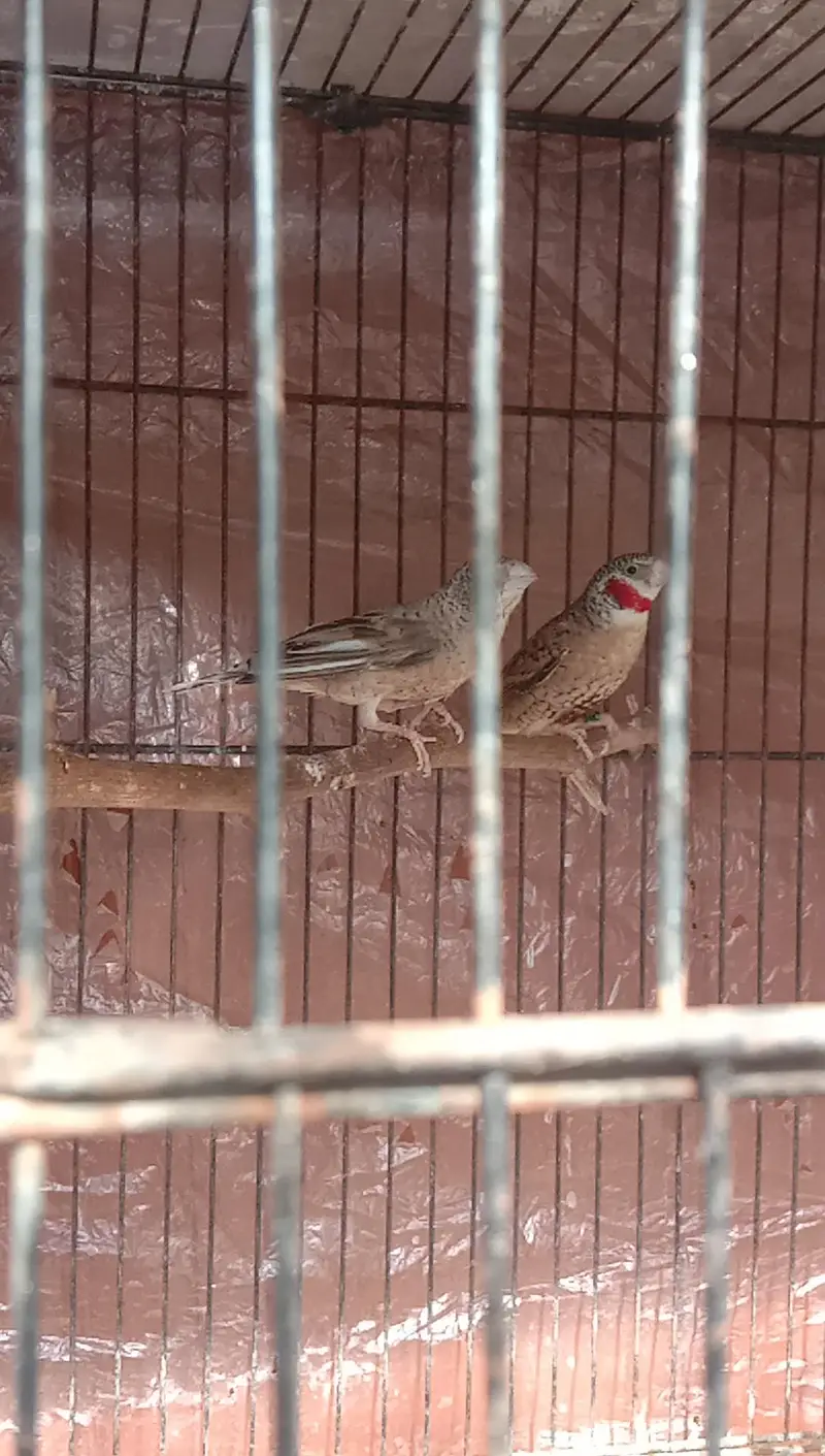 canary — photo 12