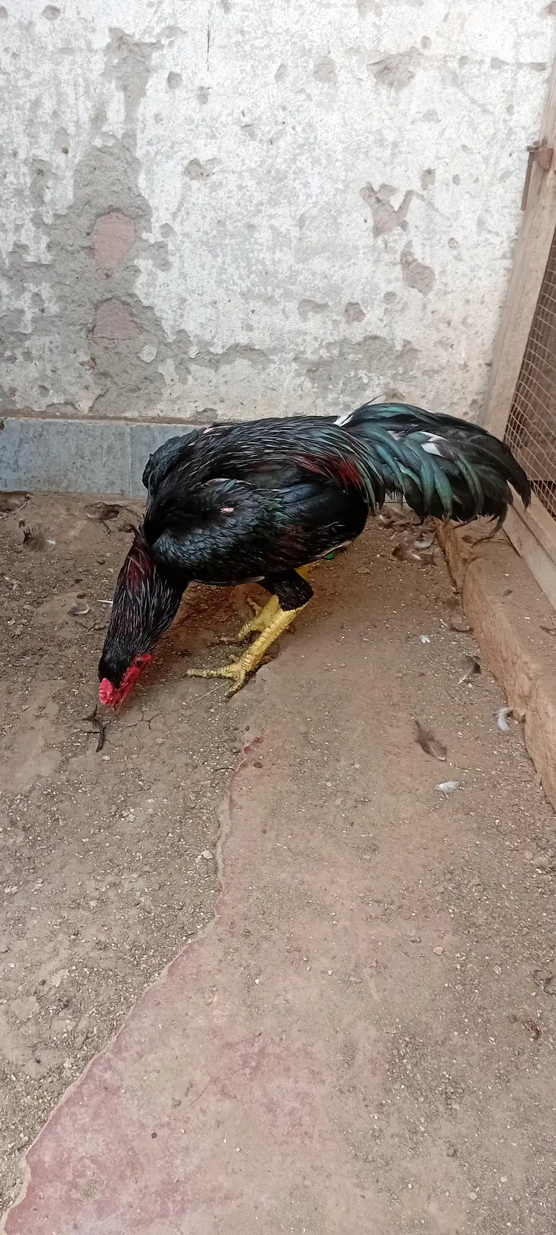 mushka lakha patha high quality contact no 03083047451 — photo 3