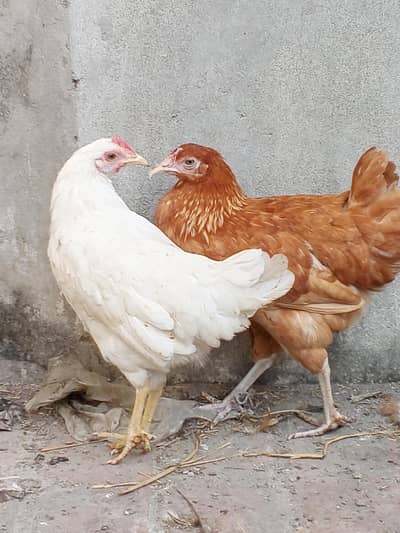 egg starter golden mishri for sale
