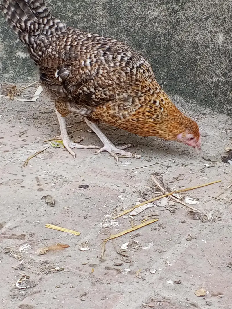 egg starter golden mishri for sale — photo 2