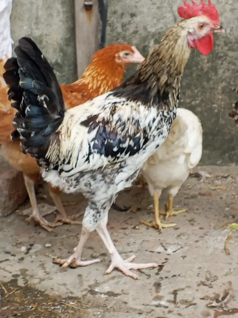 egg starter golden mishri for sale — photo 3