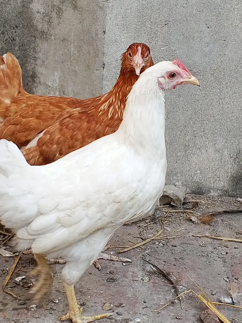 egg starter golden mishri for sale — photo 4