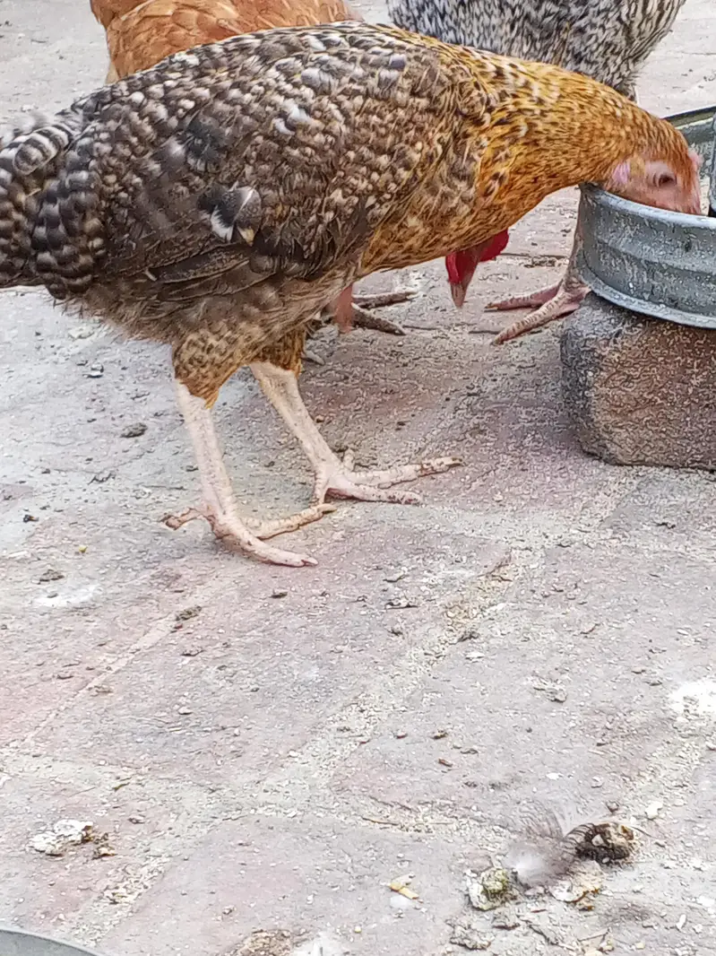 egg starter golden mishri for sale — photo 5