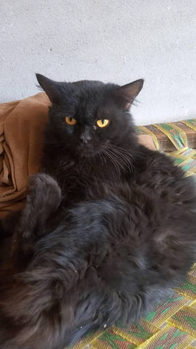 one pair of Persian cat