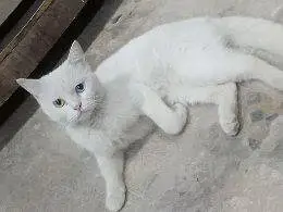 one pair of Persian cat — photo 2