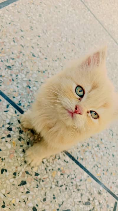 Persian Cat Triple coated Sami Punc face