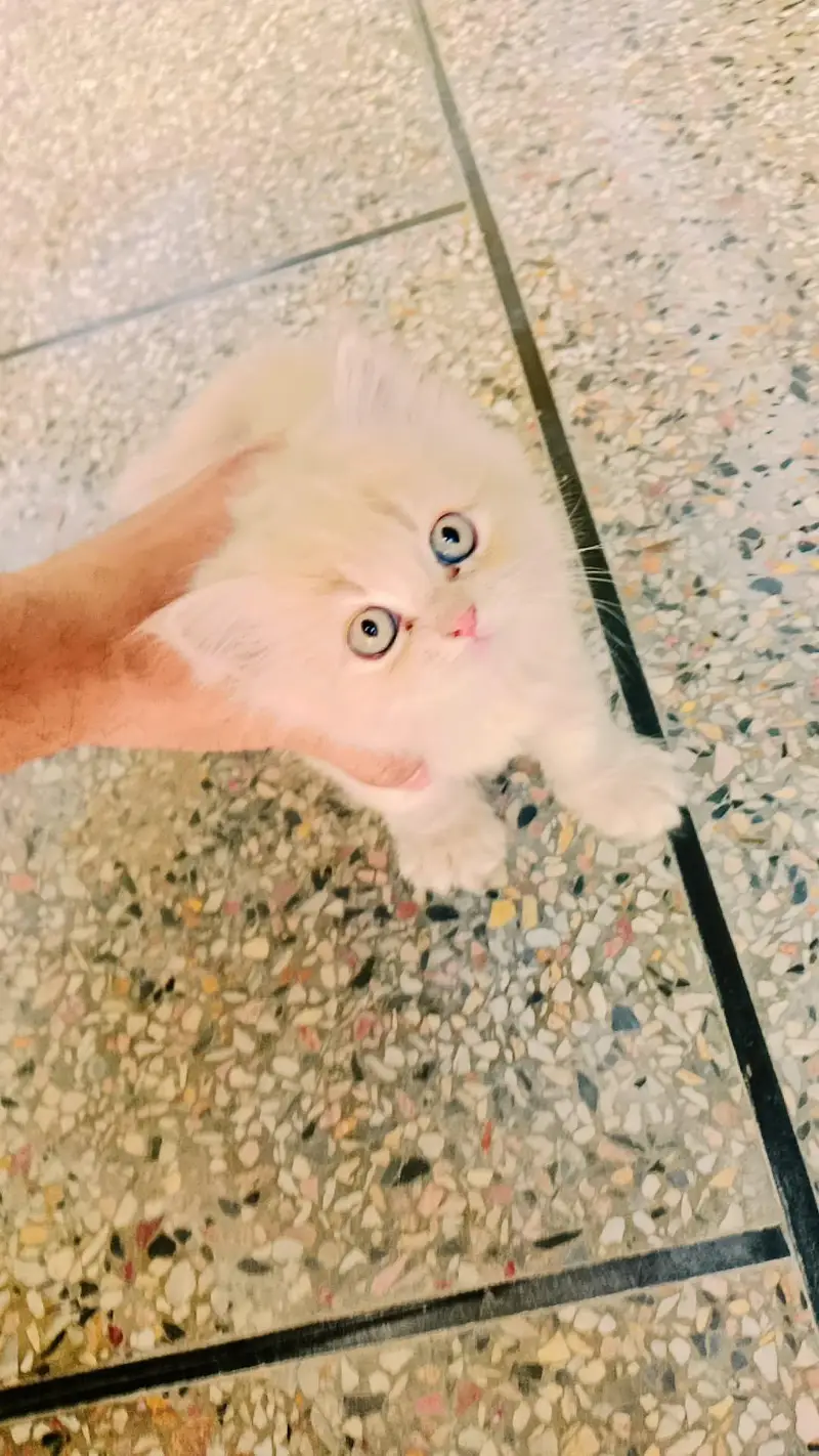 Persian Cat Triple coated Sami Punc face — photo 3