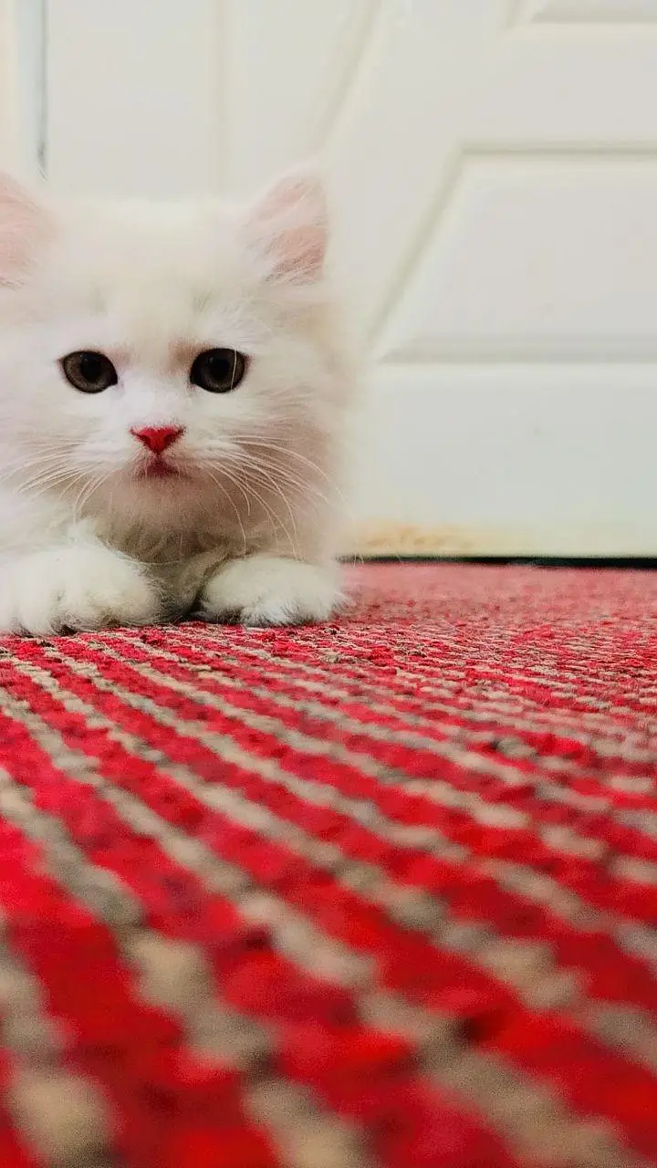 Persian Cat Triple coated Sami Punc face — photo 4