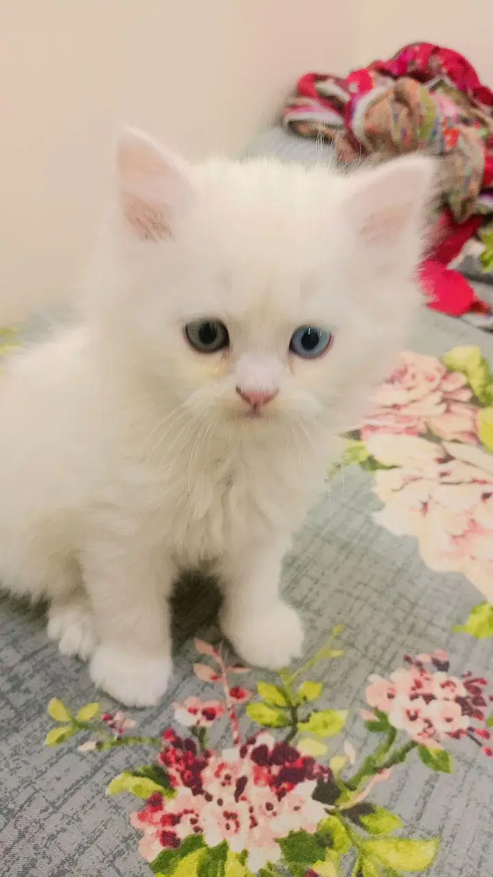 Persian Cat Triple coated Sami Punc face — photo 5