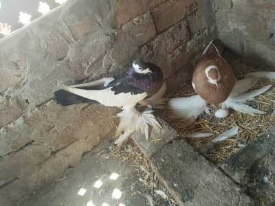 Black Magpie(pouter) male 2 bar breed kr chuka ha