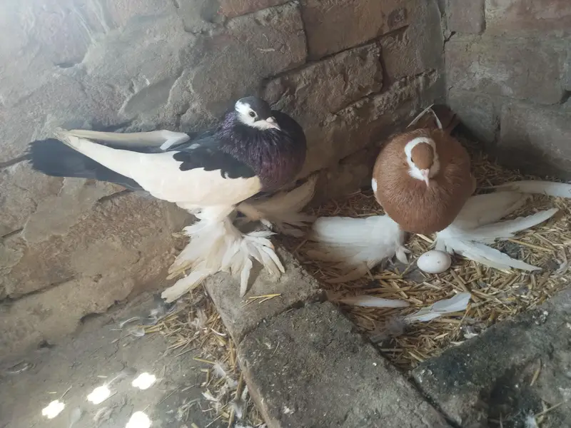 Black Magpie(pouter) male 2 bar breed kr chuka ha — photo 2