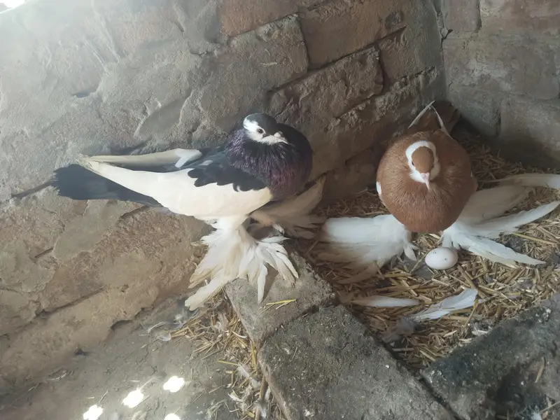 Black Magpie(pouter) male 2 bar breed kr chuka ha — photo 3