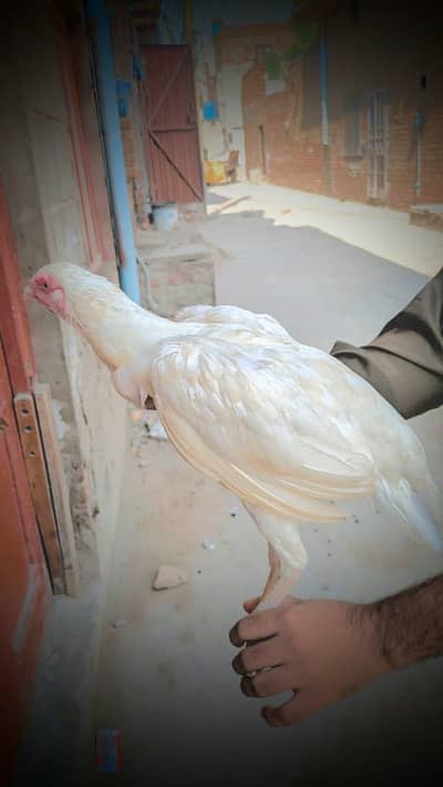 paper white hen female
