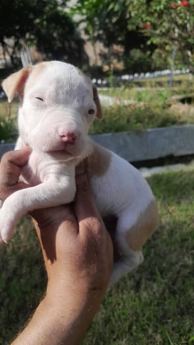 Pitbull male pupps